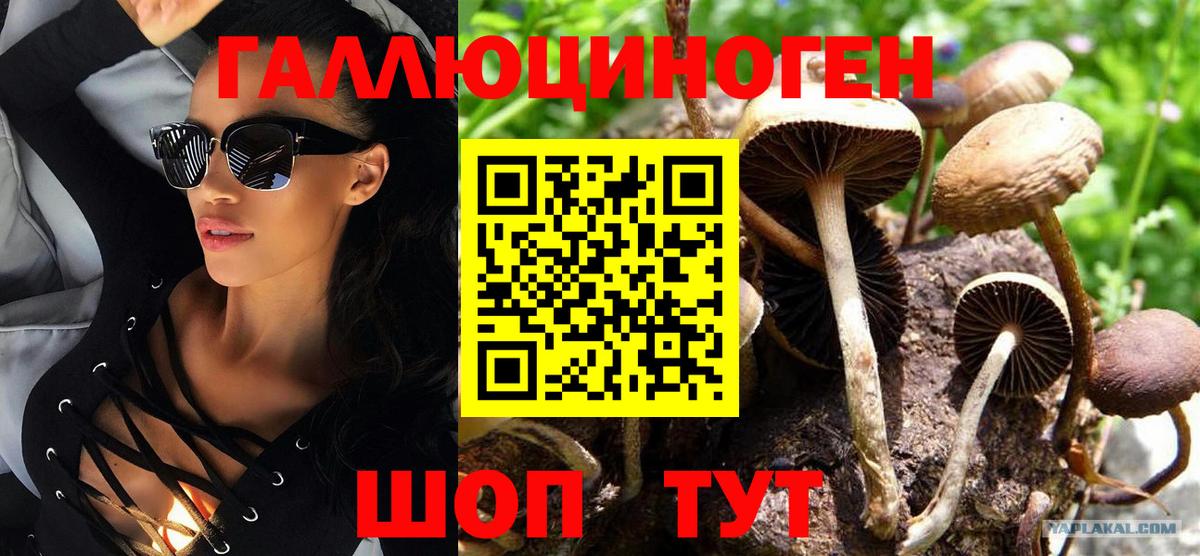 Псилоцибиновые грибы Psilocybe Елабуга
